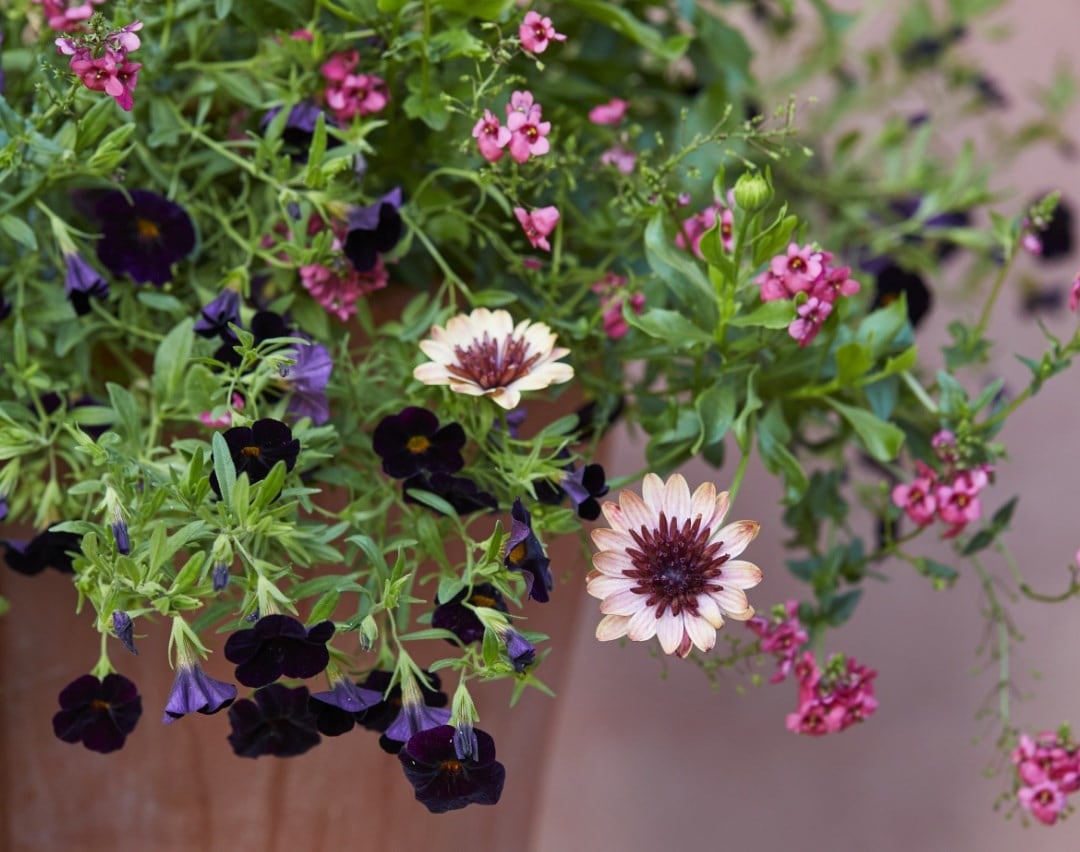 A guide to our bedding & container plants