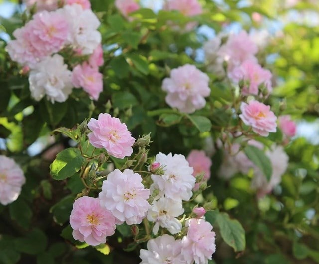 the different types of roses and how to prune them