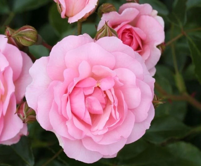 when to prune different types of roses