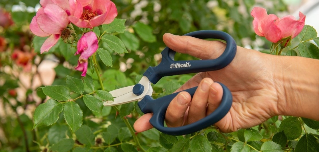 when to prune your roses for the most amount of flowers