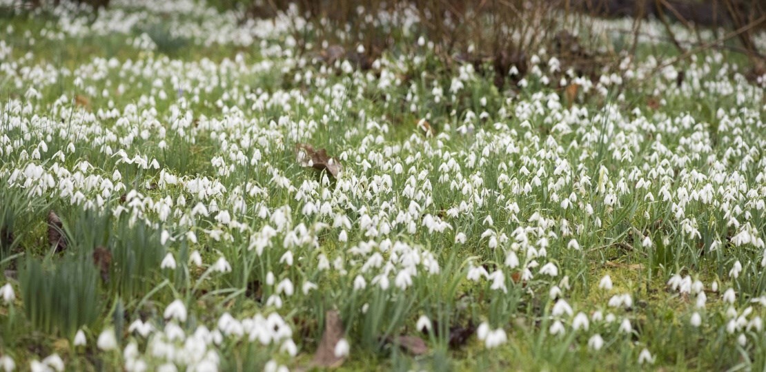 naturalised snowdrops in grass
