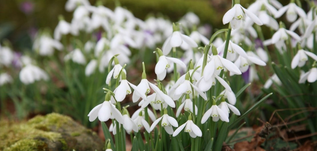 A simple guide of when to plant snowdrop bulbs