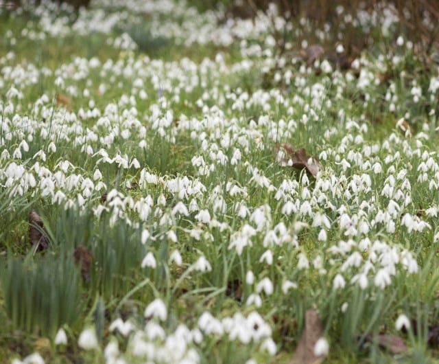 naturalised snowdrops in grass