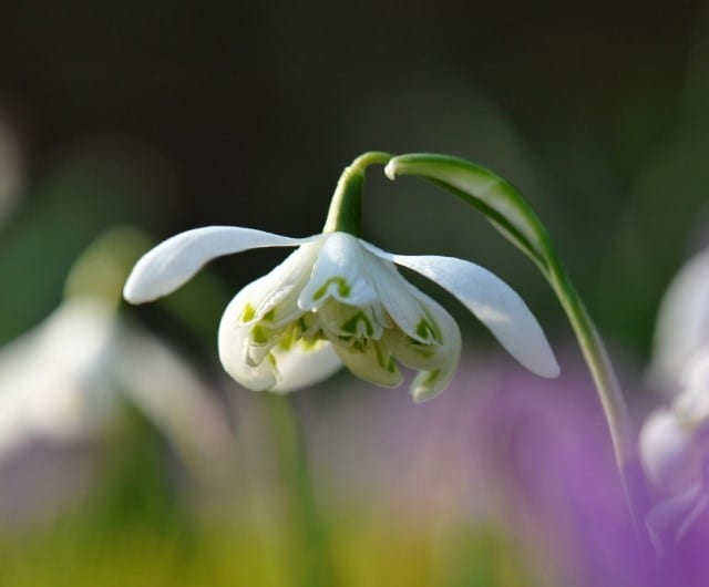 how to plant snowdrop bulbs for the best late winter displays