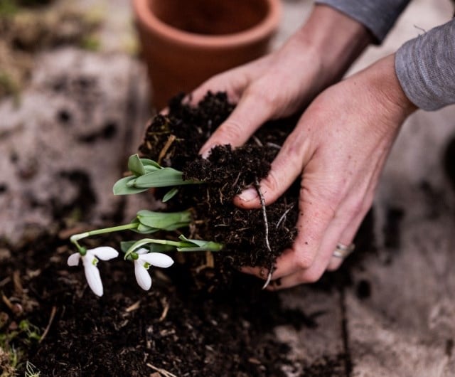 how to care for snowdrops