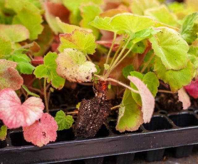 sustainability_uk_plant