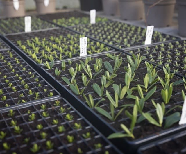 sustainability_peat_free