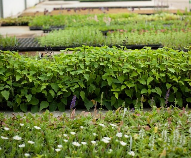 sustainability_plant_healthy