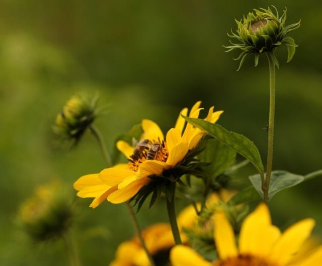 sustainability_protecting_pollinators