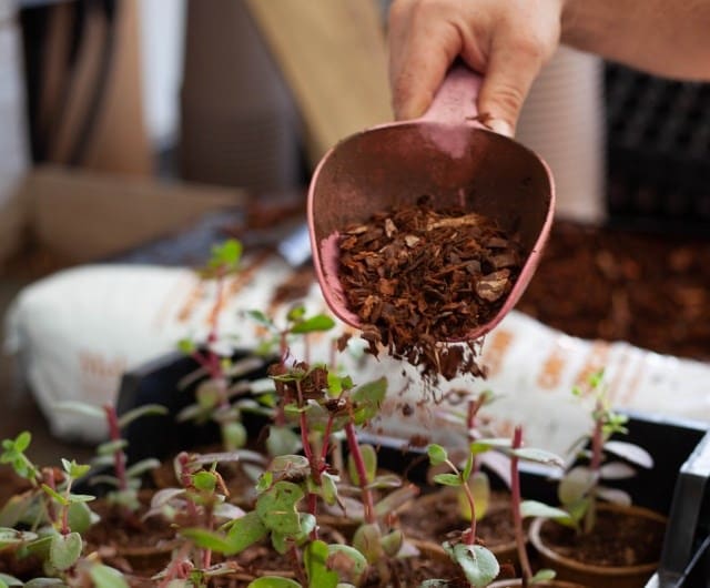 sustainability_remove_peat