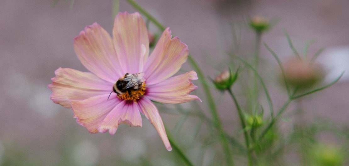 sustainability_header