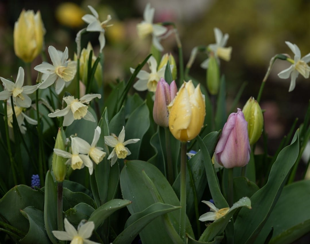 Tulip collections