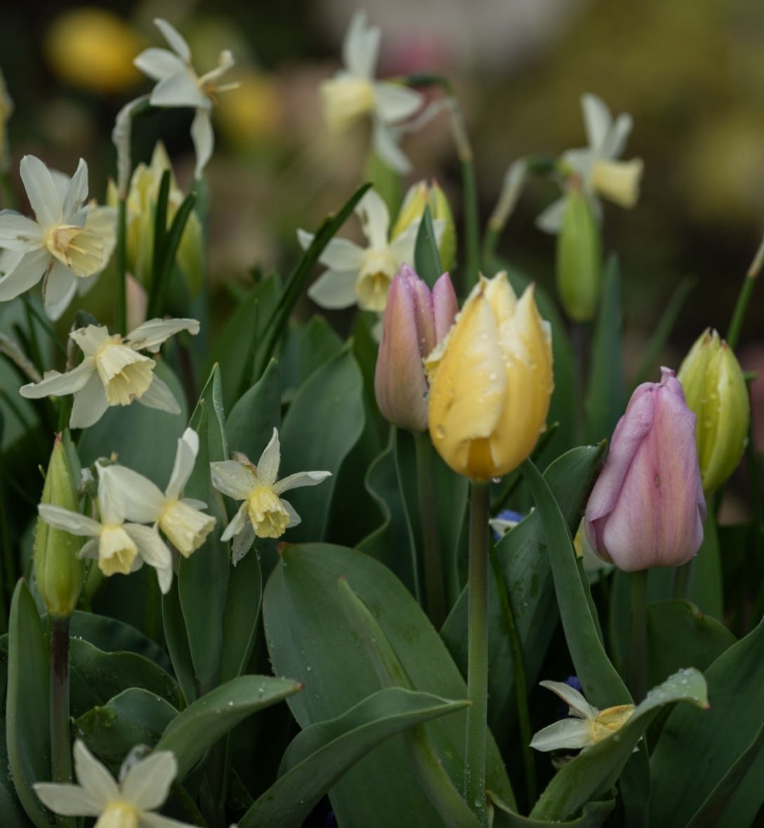 Tulip collections