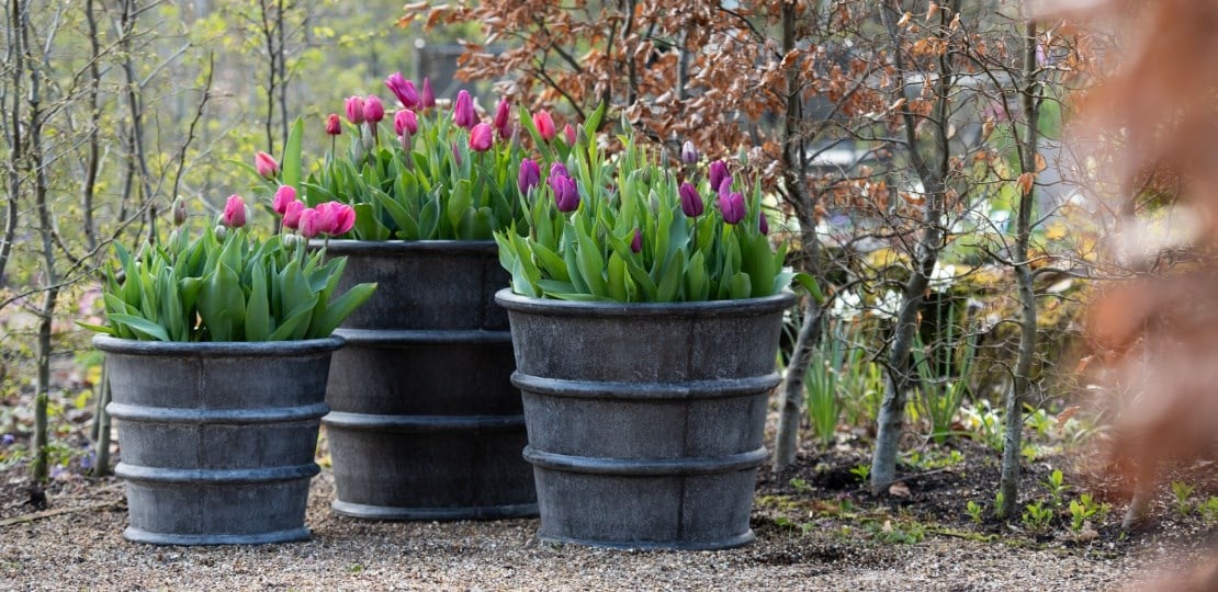 a beginner's guide to planting tulips