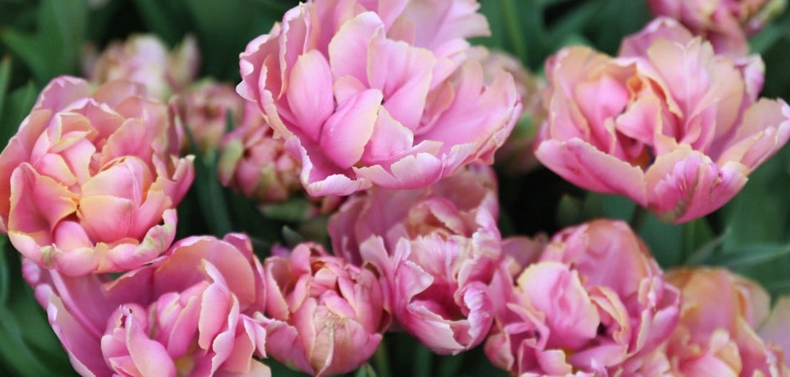 When to plant tulip bulbs for spring flowers