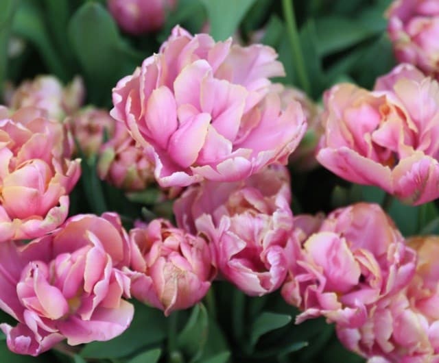 When to plant tulip bulbs for spring flowers