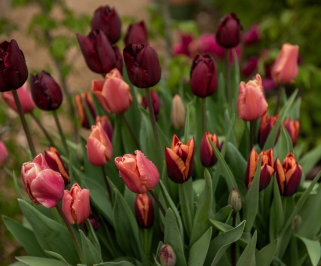 how to plant tulips in borders