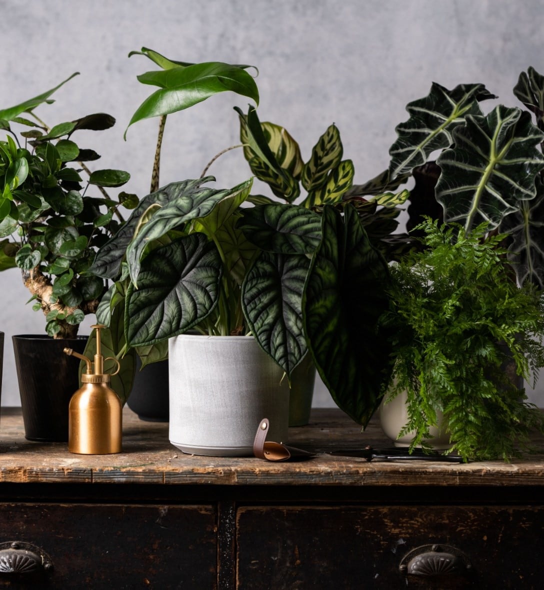 Decorate with indoor plants