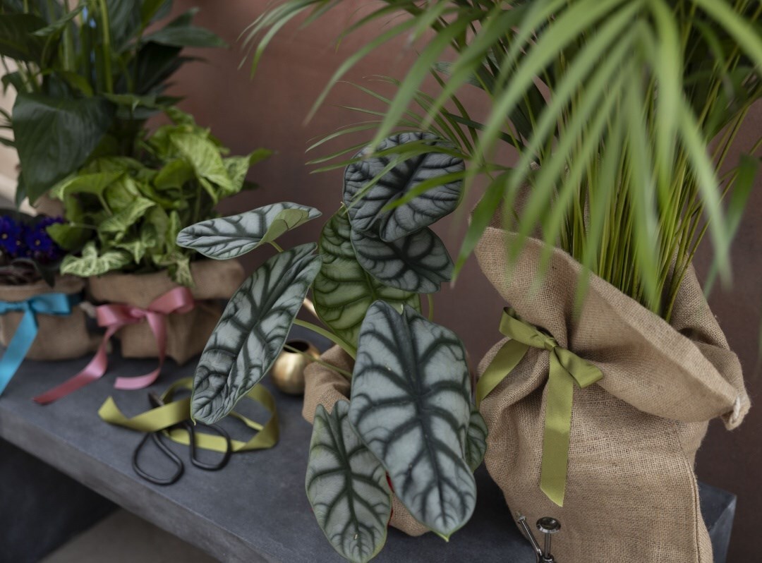 Indoor plant gifts