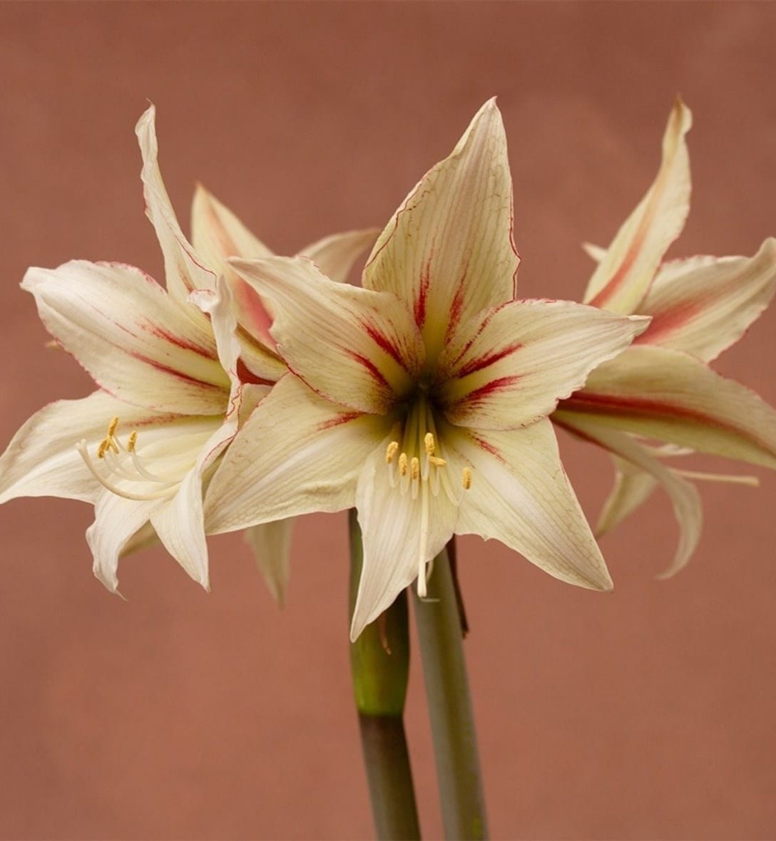 Decorate with indoor plants