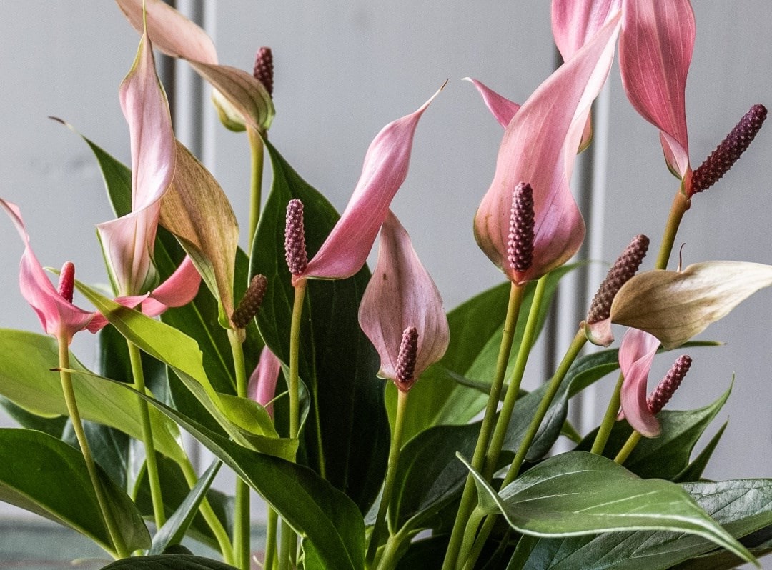 Flowering houseplants