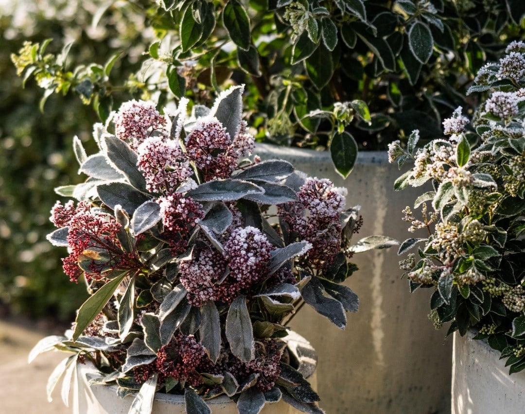 Winter interest plants