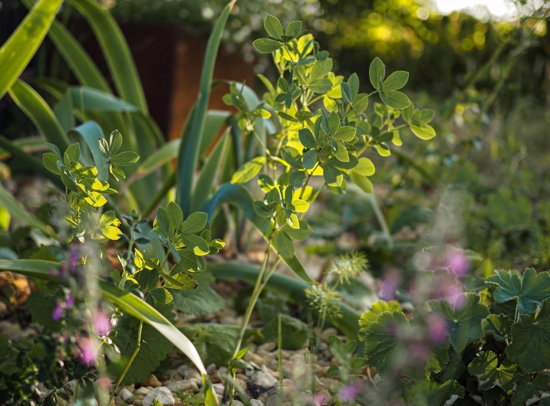 Bex's plants for a climate resilient studio garden