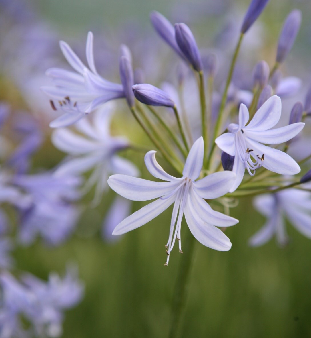 Buy plants online Online Garden Centre for a wide variety of plants