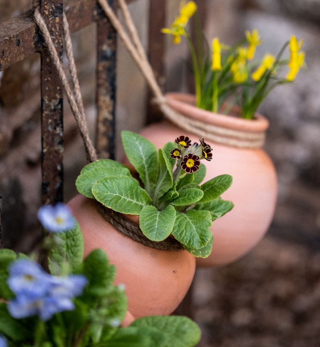 Buy plants online Online Garden Centre for a wide variety of plants