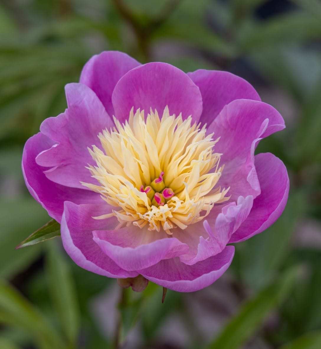 Inspiration for your garden