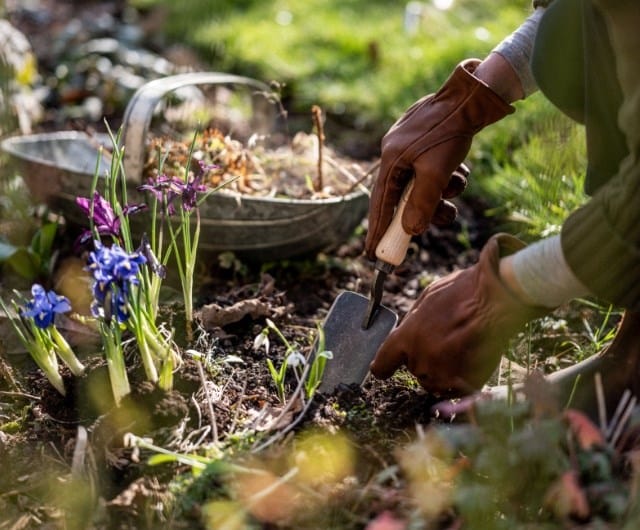 when to plant spring bulbs