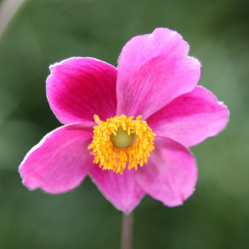 Buy perennials, shrubs, climbers, trees, grasses, bamboos, bulbs