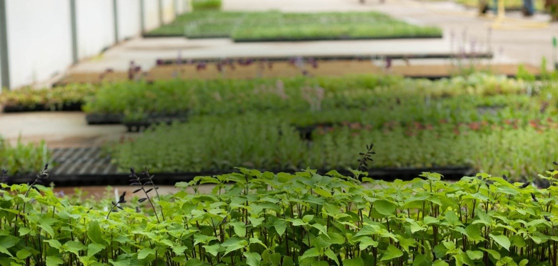 plant_healthy