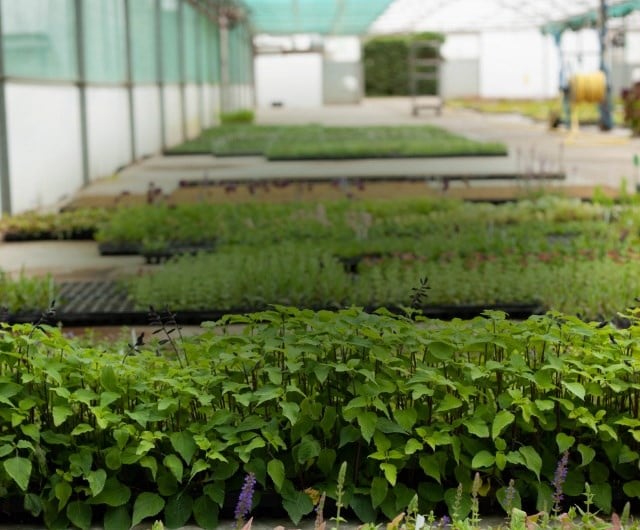 plant_healthy