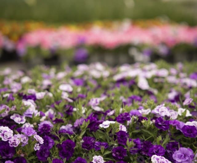why does plant health matter