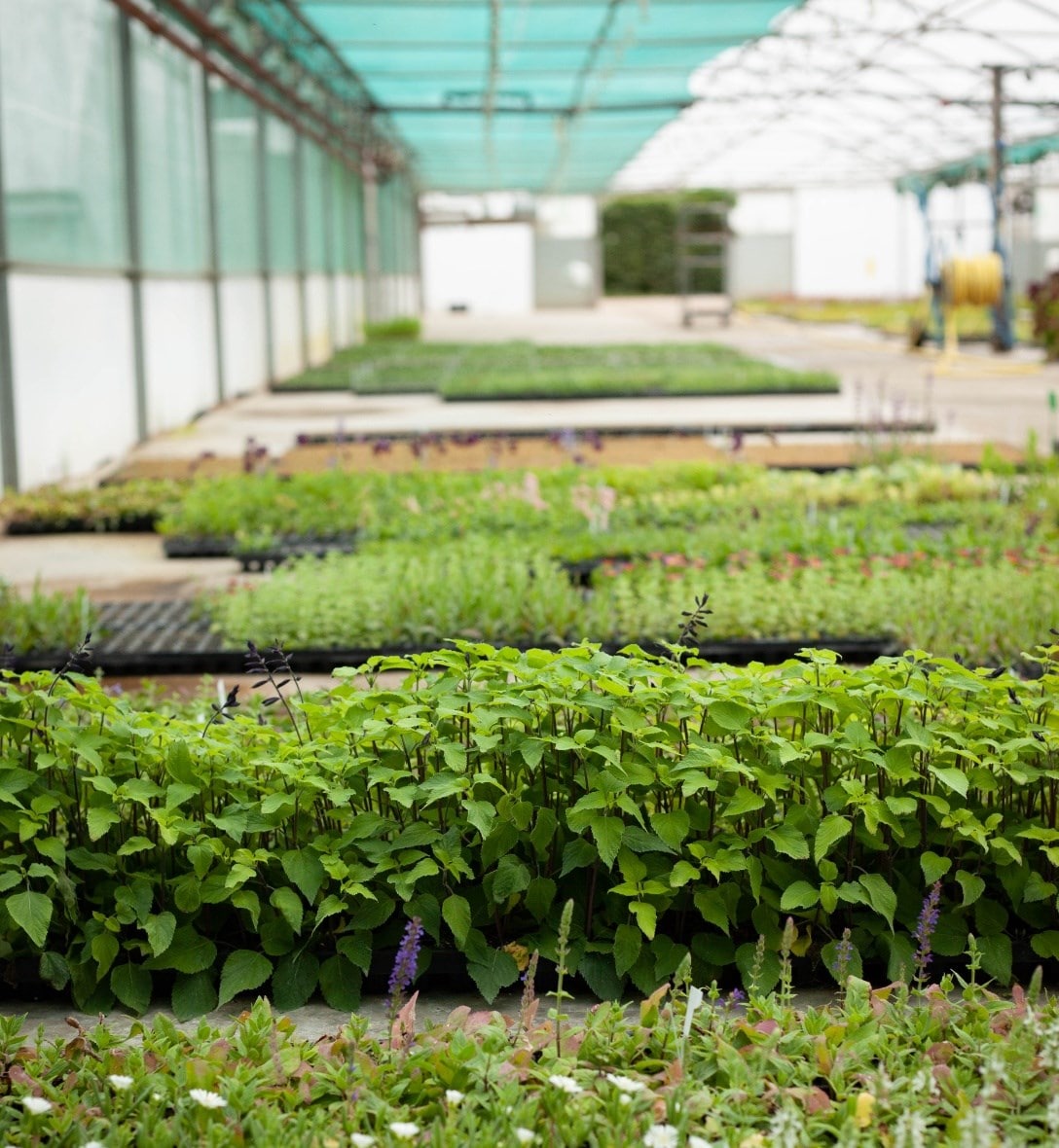 What is Plant Healthy?