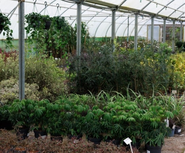 sustainability_uk_plants