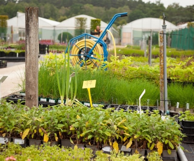 sustainability_rainwatering_plants