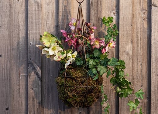 Hanging baskets