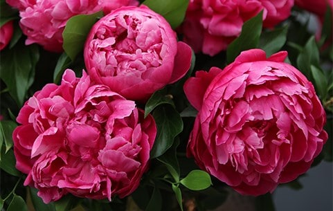 Peonies