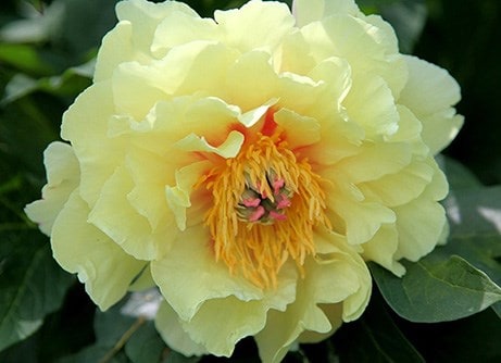 Potted alliums & peonies