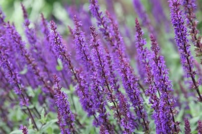 Shop Perennials
