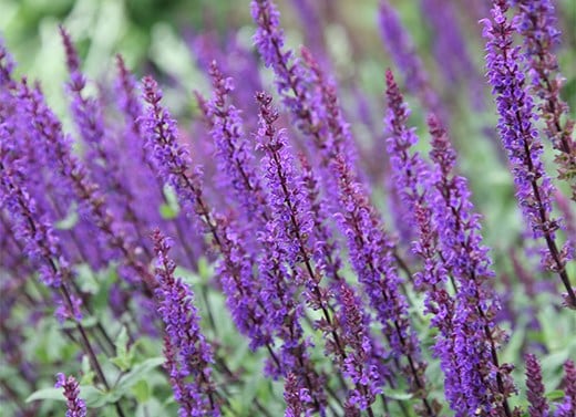 Perennials
