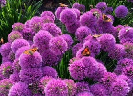 Perennials - The Easter Collection