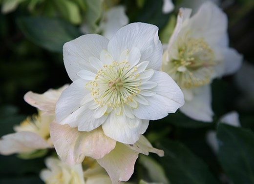 Hellebores