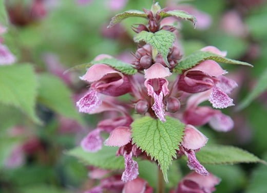 The Campaign to Protect Rural England Garden: ‘On the Edge’