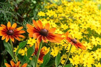 Shop Perennials