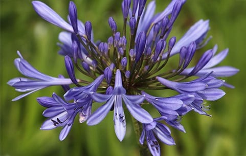 Agapanthus plants