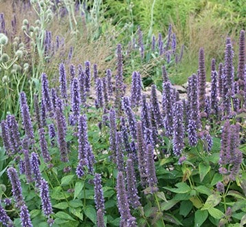 Perennials