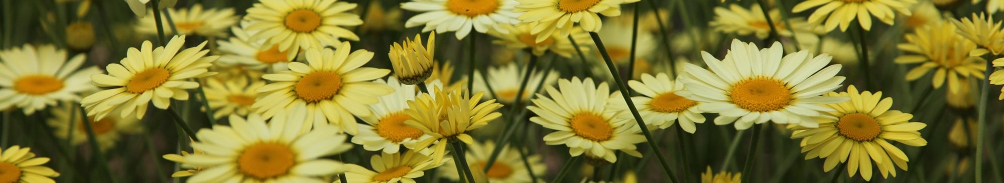 LATE SUMMER COLOUR PLANTS